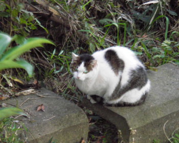 �J�オ�肪����