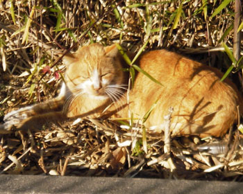 �����̓l�R�����ւ��