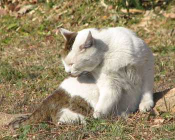 �����̂������