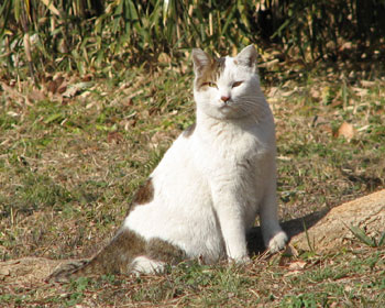 �s��̃l�R�͂����ꂢ