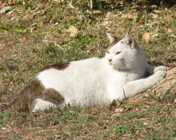 �܂̂������