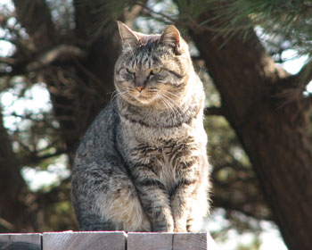 �e�[�u���̏オ�D��