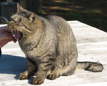 �Ȃł����Ă��