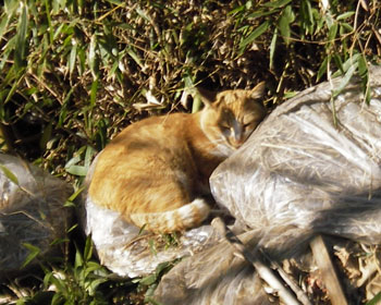 �s�@�����S�~�Ɉ͂܂��