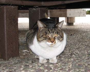 �ڂ�����