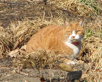 �����Ă�C������