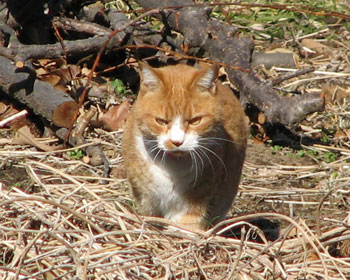 �͂��I�B���Ă�