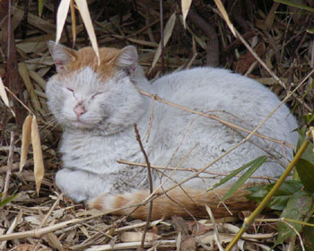 �����炱��Ȃɉ����