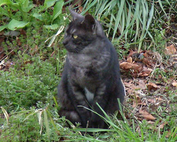 �肪���킢��