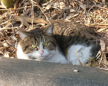 �ł����܂ɂ��ꂢ�Ȃ̂�����