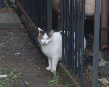 �͂��܂�l�R