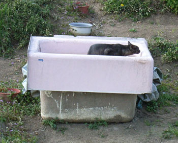 ���C�����D��