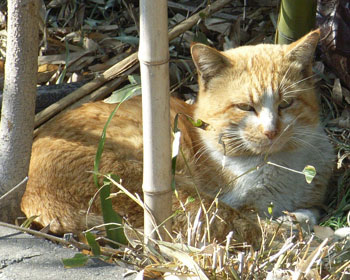 �ڂ��o�߂Ă��������