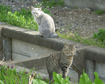 �����ɂ��