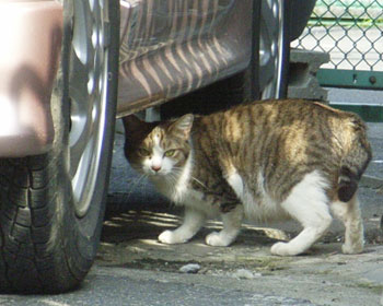 �������łɂ��