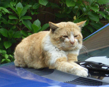 �����Ƃ���ɂ���΂ɂ�܂Ȃ�