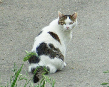 �ߏ��ł͒��������ꂢ�ȔL