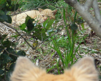 ��������Q�����炵��