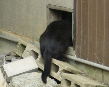 ���ւ炵��