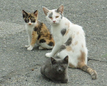 �n�������