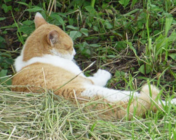 �p���̑Ί݂͈��S�ȏꏊ