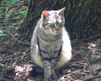 ���肰�Ȃ����ɓ�����