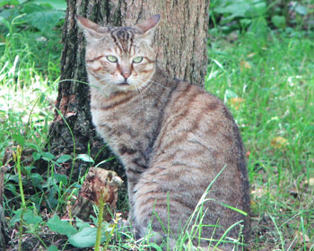 ������ƃg���̎q