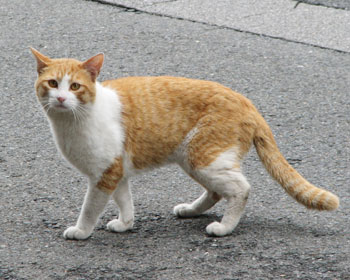 �����ɐN�����ē�����r��