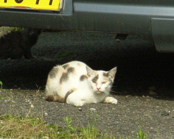 ���������Ă���