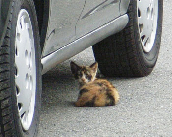 �Ȃ��Ȃ��炽�Ȃ�