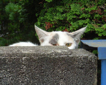 �ł��x���͑ӂ�Ȃ�