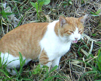 �܂��ア�E�E�E