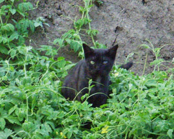 ���ɖ��܂�