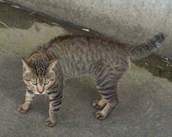 �����܂ǂ�