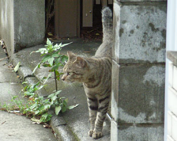 �����Əo�Ă������킢���q