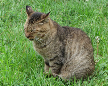 �˂ނ��E�E�E