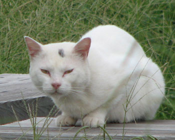 �s���N�̉����l�R