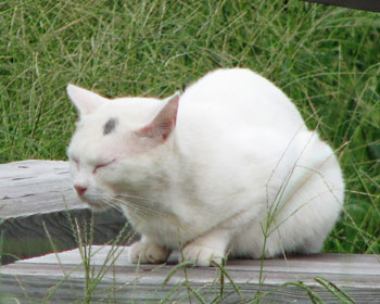 ����ς�˂ނ��E�E�E