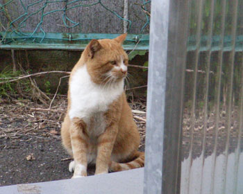 ���������̂ŉB���