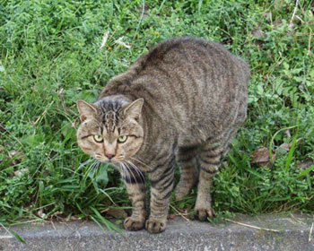 ���������̂œ{���Ă݂�