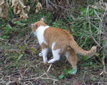 ����������肪�y��