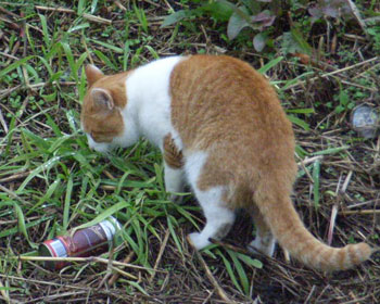 �܂�����H���Ă���