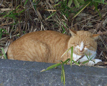 �v���Ԃ�ɂ����ŐQ��