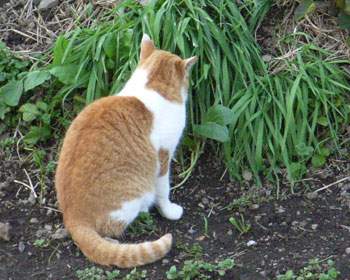 ���傤������H��