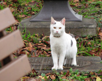 ����Ă����炩�킢������