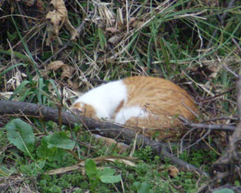 ���傤�͎��񂾂ӂ�