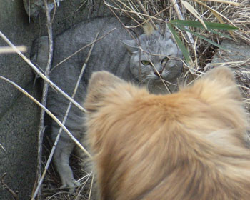 �ēo��ɂ�݃l�R