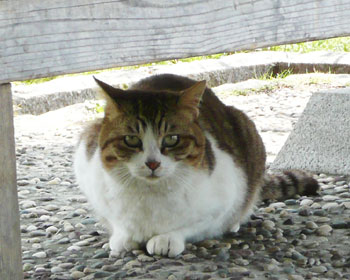 �C�ɂȂ邯�ǉB�ꂽ��