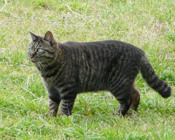 ���炦�Ȃ�����