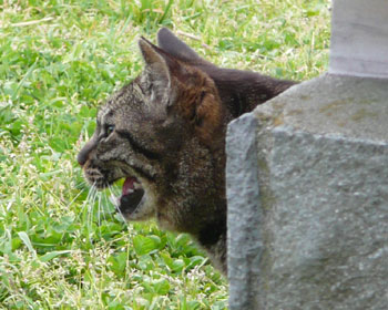 �Ñ�����